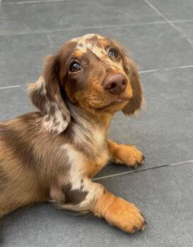 Sretch -  Dachshund Dog for Adoption in Auburndale, Florida - Sretch | PetCurious