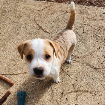 Rescue Mixed Breed Dogs for Adoption in Quincy, Florida - Toby | PetCurious