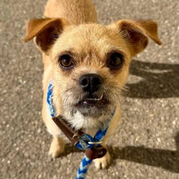 Millie -  Terrier Dog for Adoption in Goleta, California - Millie | PetCurious