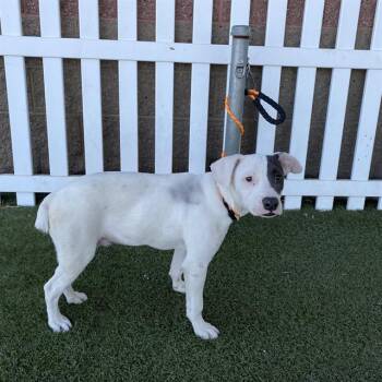 A613323 -  Pit Bull Terrier and Mixed Breed Dog for Adoption in Modesto, California - A613323 | PetCurious