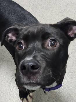 KIARA -  Labrador Retriever and Mixed Breed Dog for Adoption in Newton, North Carolina - KIARA | PetCurious