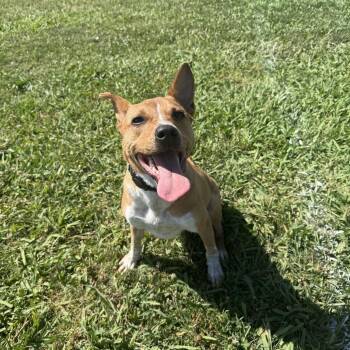 Dougal (Snoop) -  Terrier and Mixed Breed Dog for Adoption in Sacramento, California - Dougal (Snoop) | PetCurious