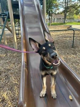 Pippa -  Shepherd Dog for Adoption in Millcreek, Utah - Pippa | PetCurious