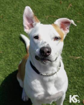 Boxer and Beagle Dogs Available for Adoption - Percy | PetCurious