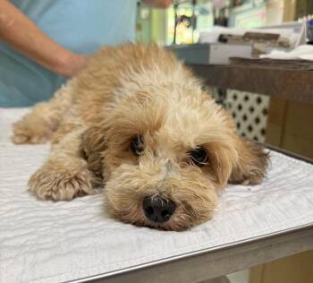 Havanese and Poodle Dogs Available for Adoption in Benton, Louisiana - Morgana (NOT YET AVAILABLE) | PetCurious