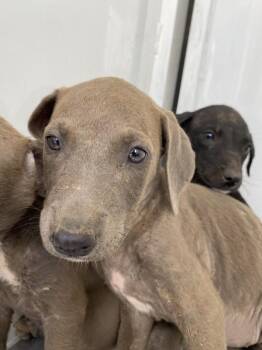 Brie -  Pit Bull Terrier Dog for Adoption in Victorville, California - Brie | PetCurious