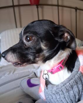 Chihuahua Dogs Available for Adoption - Chico | PetCurious