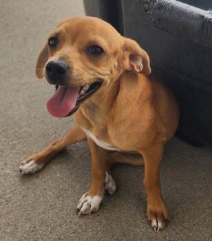Sonata Dusk -  Chihuahua and Terrier Dog for Adoption in Fort Lupton, Colorado - Sonata Dusk | PetCurious