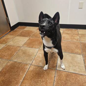 FWT Matcha -  Basenji Dog for Adoption in Midland, Texas - FWT Matcha | PetCurious
