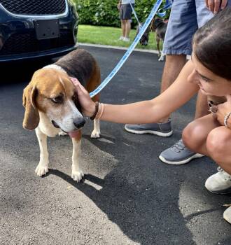 Hobbs -  Beagle and Foxhound Dog for Adoption in Greenlawn, New York - Hobbs | PetCurious