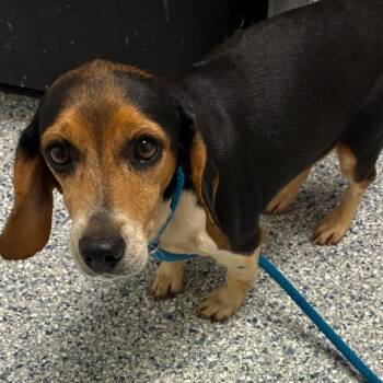 Beagle Dogs Available for Adoption - Kyla | PetCurious