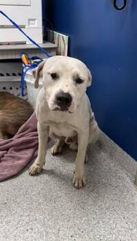 COCO -  Pit Bull Terrier and Boxer Dog for Adoption in Pasadena, Texas - COCO | PetCurious