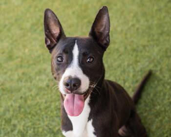 Rescue American Staffordshire Terrier and Greyhound Dogs for Adoption in Mont Belvieu, Texas - Bogart | PetCurious