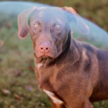 Labrador Retriever and Hound Dogs Available for Adoption - Demi | PetCurious