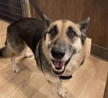 MAX -  German Shepherd Dog Dog for Adoption in Pearland, Texas - MAX | PetCurious