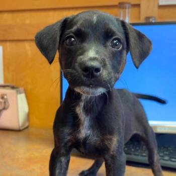Alien -  Mixed Breed Dog for Adoption in Valparaiso, Indiana - Alien | PetCurious