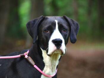 Kimmie -  Labrador Retriever and Great Dane Dog for Adoption in Willingboro, New Jersey - Kimmie | PetCurious