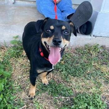 Dachshund and Mixed Breed Dogs Available for Adoption - Freddy IB | PetCurious