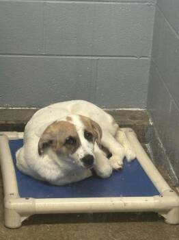 Labrador Retriever Dogs Available for Adoption in Evansville, Indiana - Malin | PetCurious