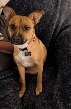 Mabel -  Black Mouth Cur Dog for Adoption in Springville, New York - Mabel | PetCurious