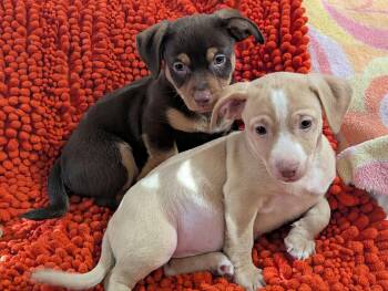 Beans -  Chiweenie Dog for Adoption in Kingsburg, California - Beans | PetCurious