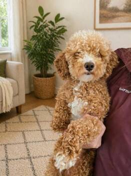 Poodle Dogs Available for Adoption in Malvern, Pennsylvania - Nacho | PetCurious