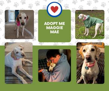 Maggie Mae (WI) -  English Pointer Dog for Adoption in Bridgeton, New Jersey - Maggie Mae (WI) | PetCurious
