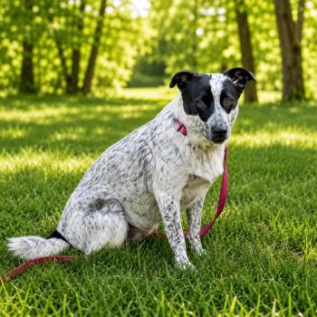 Oreo -  Australian Cattle Dog Blue Heeler and Mixed Breed Dog for Adoption in Houston, Texas - Oreo | PetCurious
