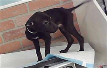 A2098298 -  Staffordshire Bull Terrier and Mixed Breed Dog for Adoption in Houston, Texas - A2098298 | PetCurious