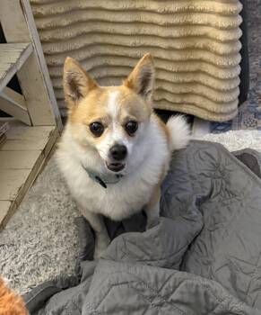 Suzie -  Chihuahua Dog for Adoption in Polson, Montana - Suzie | PetCurious
