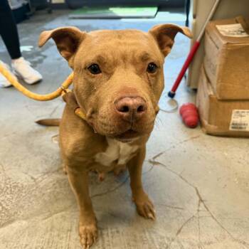 Bonnie -  Pit Bull Terrier Dog for Adoption in Martinsville, Indiana - Bonnie | PetCurious