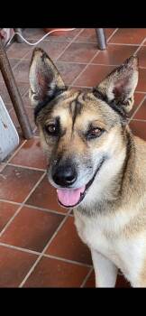 Lady -  German Shepherd Dog and Shepherd Dog for Adoption in San Antonio, Texas - Lady | PetCurious