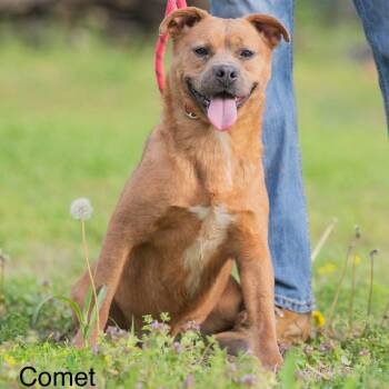 Pit Bull Terrier Dogs Available for Adoption in Bartlett, Tennessee - Comet | PetCurious