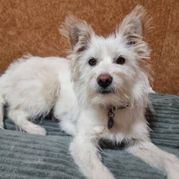 MIX" -  West Highland White Terrier Westie Dog for Adoption in Springfield, Virginia - MIX" | PetCurious