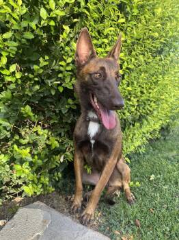 Estreya -  Belgian Shepherd Malinois Dog for Adoption in Salt Lake City, Utah - Estreya | PetCurious