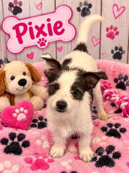 Pixie -  Terrier Dog for Adoption in Union Beach, New Jersey - Pixie | PetCurious