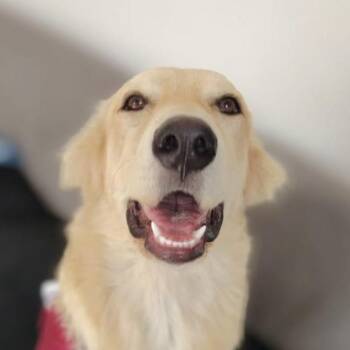 Mister Felipe (20260807-01) -  Golden Retriever Dog for Adoption in Niagara Falls, Ontario - Mister Felipe (20260807-01) | PetCurious