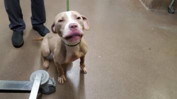 BARON -  Pit Bull Terrier Dog for Adoption in Aurora, Illinois - BARON | PetCurious