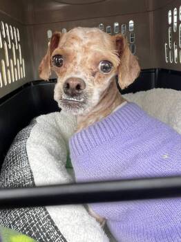 Poodle Dogs Available for Adoption in Claremont, California - Pinky | PetCurious