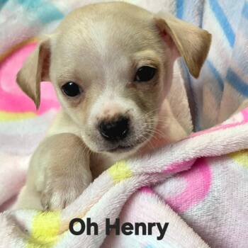 Oh Henry -  Chihuahua and Dachshund Dog for Adoption in Lancaster, Ohio - Oh Henry | PetCurious