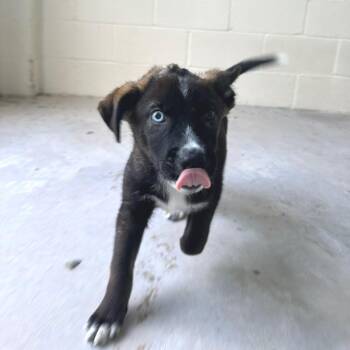 Carrot Cake 6339 -  Husky and Mixed Breed Dog for Adoption in Loxahatchee Groves, Florida - Carrot Cake 6339 | PetCurious
