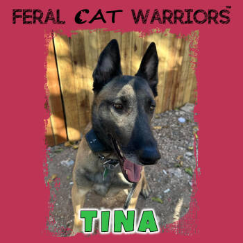 Rescue Belgian Shepherd Malinois Dogs for Adoption in Kingman, Arizona - Tina | PetCurious