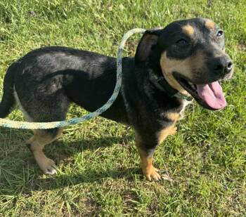 Rescue Shepherd and Beagle Dogs for Adoption in Troy, Alabama - Poppy | PetCurious