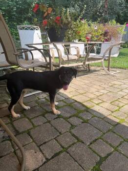 Marathon -  Mixed Breed Dog for Adoption in Cincinnati, Ohio - Marathon | PetCurious