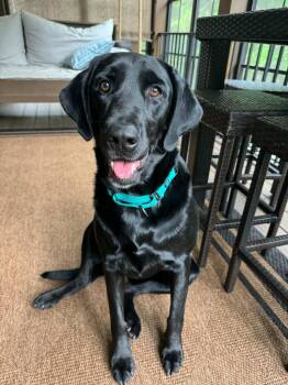 Labrador Retriever Dogs Available for Adoption in Waxhaw, North Carolina - Sadie | PetCurious