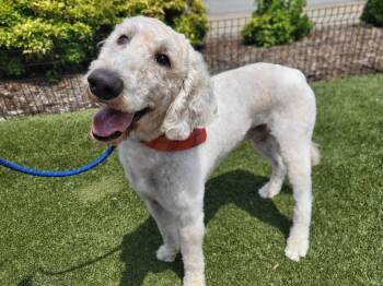 Stan -  Goldendoodle Dog for Adoption in Salisbury, North Carolina - Stan | PetCurious