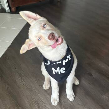 Rescue Siberian Husky and Mixed Breed Dogs for Adoption in Austin, Texas - Howlette | PetCurious
