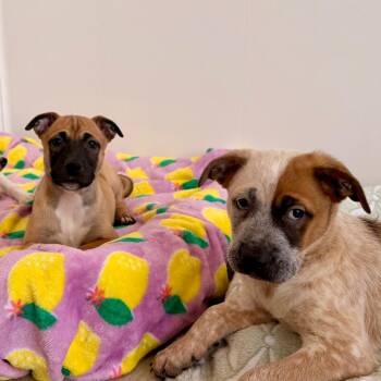 Boxer and Mixed Breed Dogs Available for Adoption in Green Bay, Wisconsin - Woodruff | PetCurious