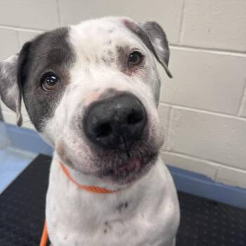 Nova -  Pit Bull Terrier Dog for Adoption in Brockton, Massachusetts - Nova | PetCurious