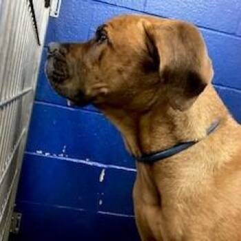 YORK-Stray-16097 -  Mastiff and Mixed Breed Dog for Adoption in York, Pennsylvania - YORK-Stray-16097 | PetCurious